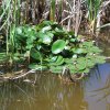 Nymphaea alba